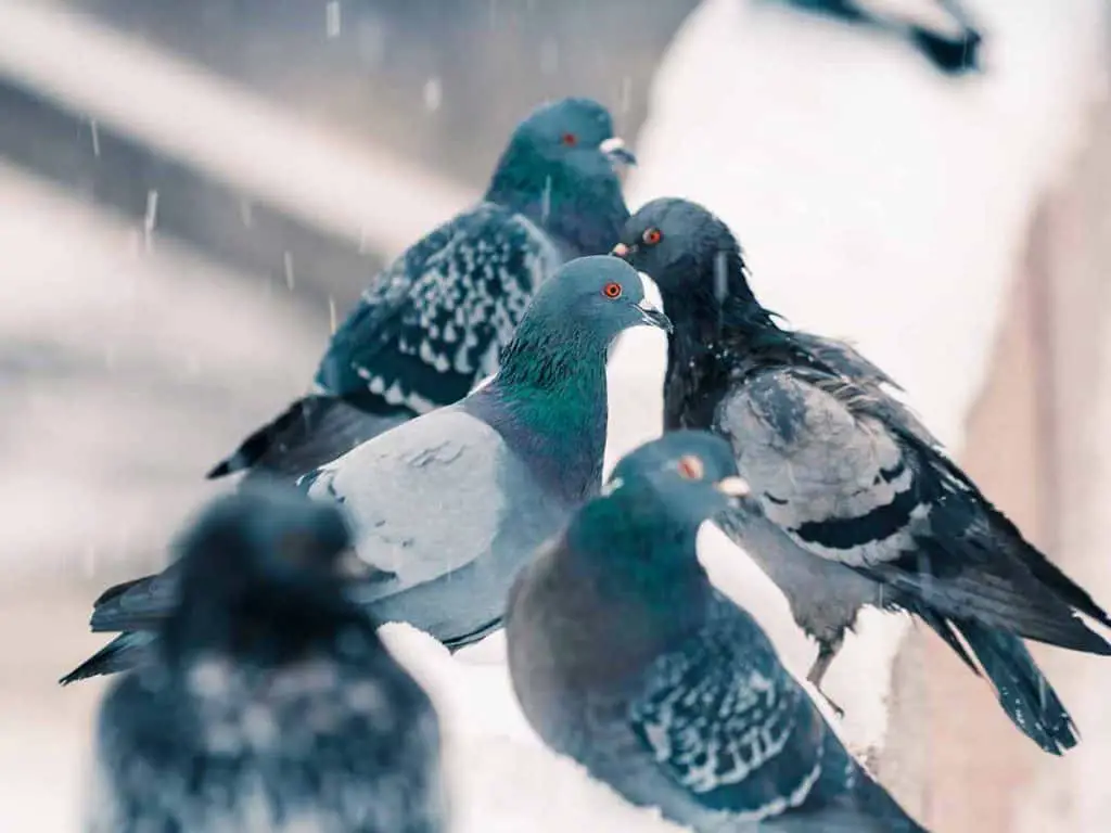 10 Ways to Get Rid of Pigeons