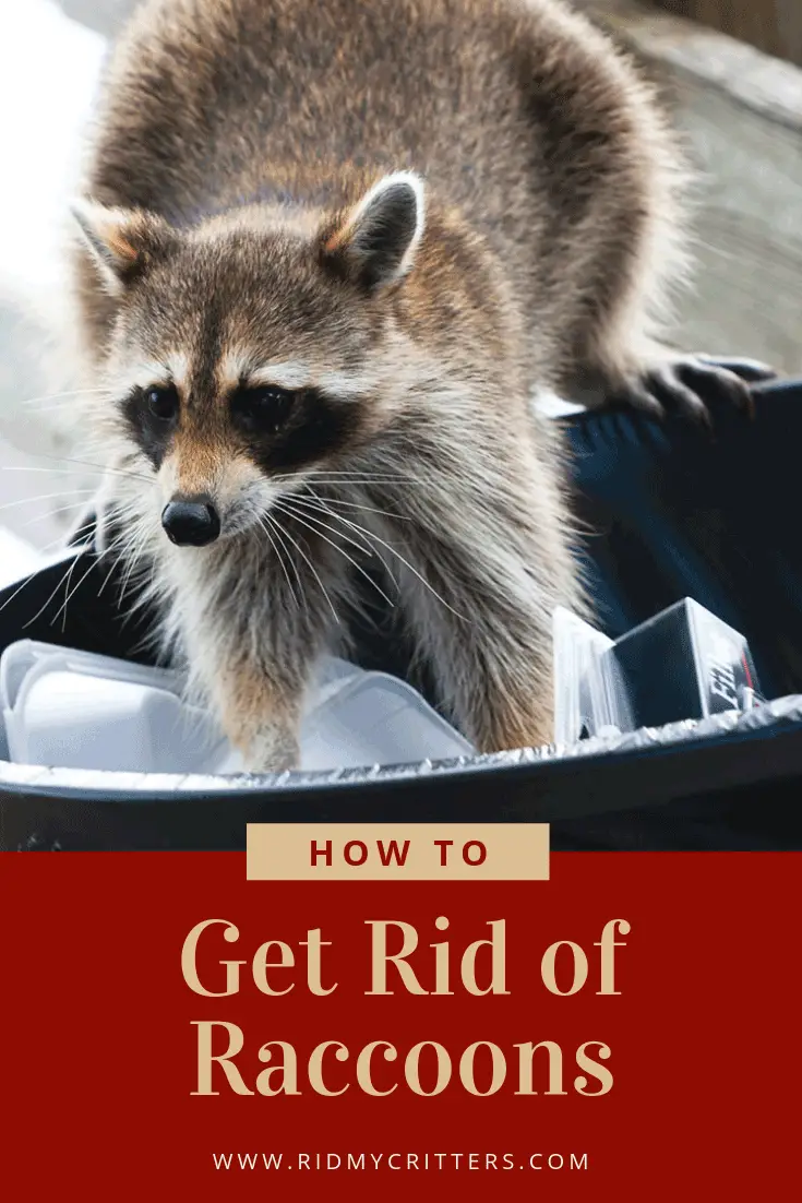 29 Best Images Get Rid Of Raccoons In Backyard : How To ...