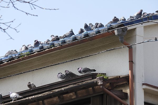 3 Ways To Get Rid Of Pigeons On The Roof