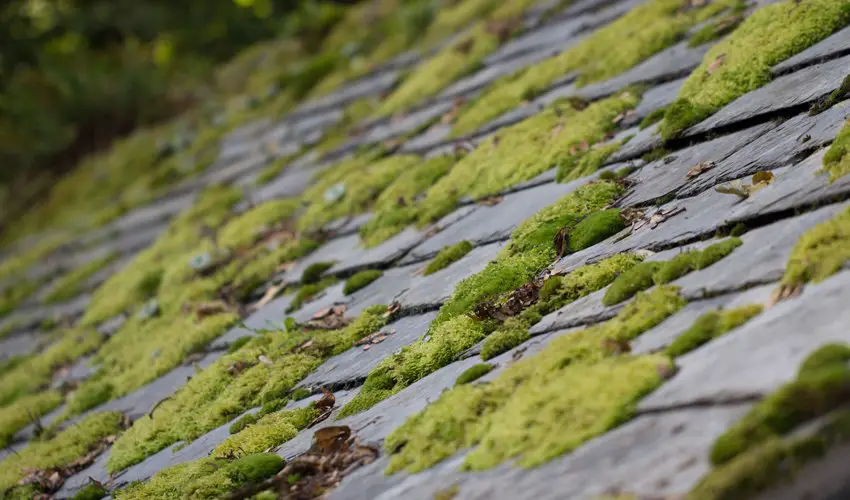 6 Reasons Why You Should Remove Moss from Your Roof