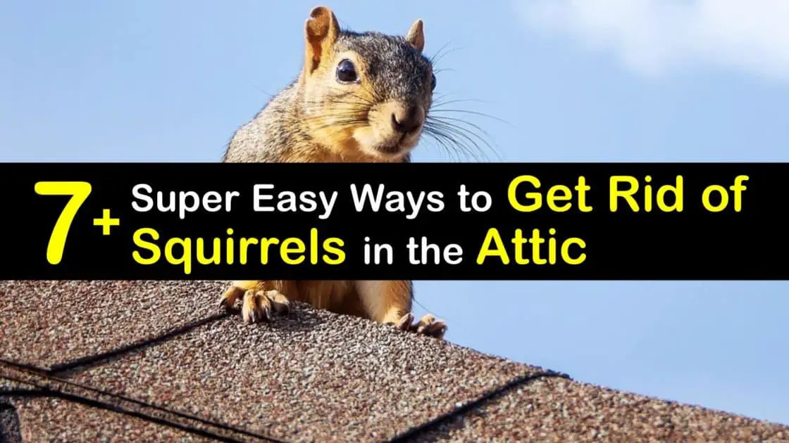 7+ Super Easy Ways to Get Rid of Squirrels in the Attic