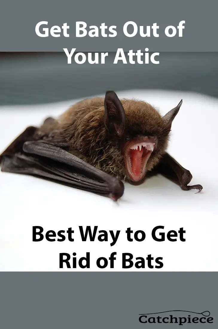 Bats are very exciting and misunderstood creatures. They ...