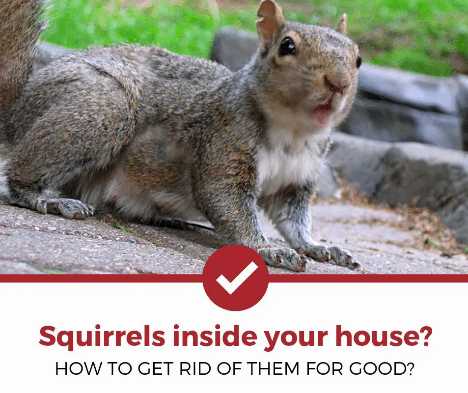 Best Way To Trap Squirrels In Attic