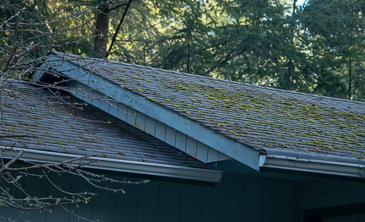 Buffalo Roofing Damage: Mold Mitigation &  Inspection