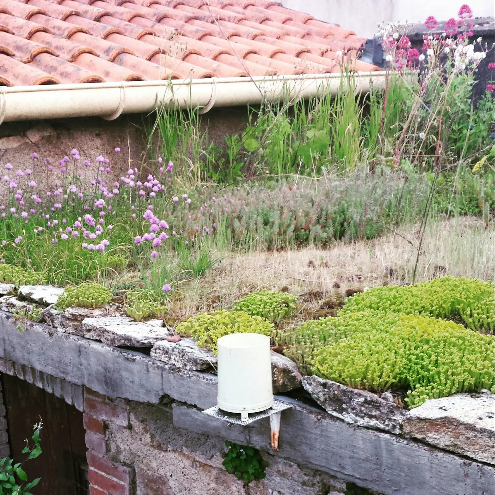 Create Your Own Green Roof Garden
