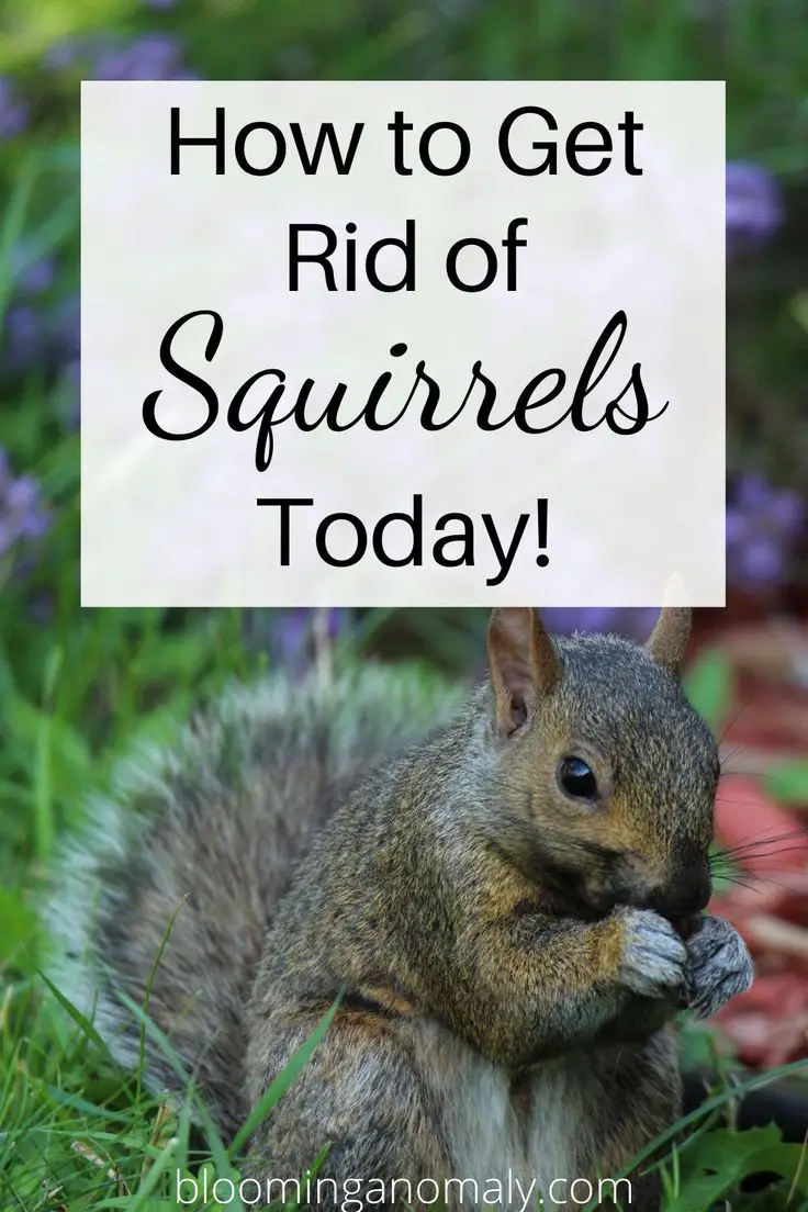 Get Rid of Squirrels in 2020