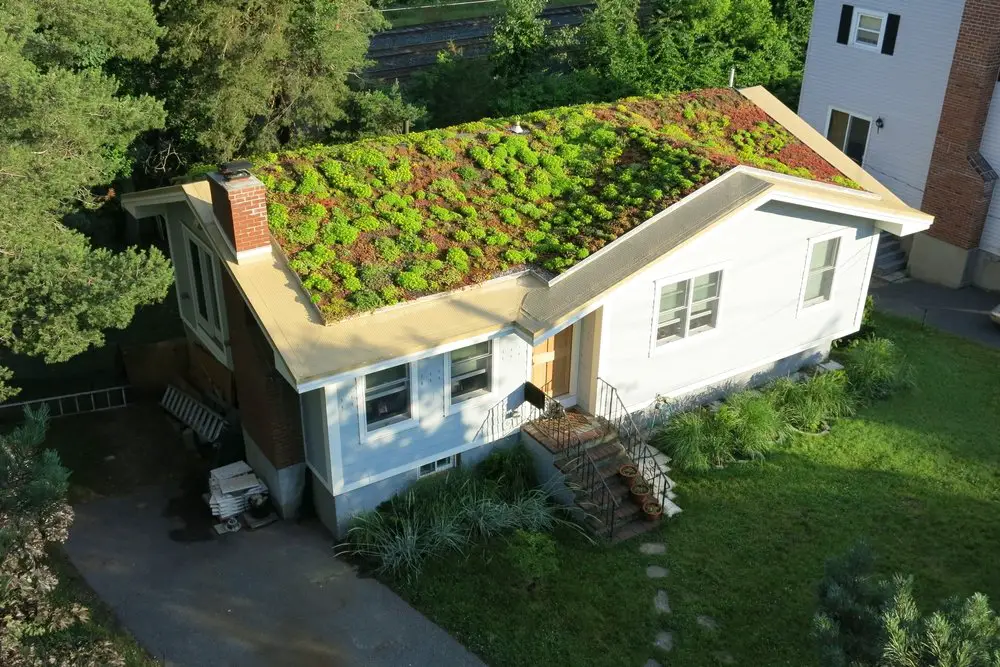 Green Roofing a House: Advantages and Costs
