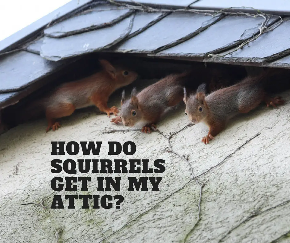 How Are Squirrels Getting Into My Attic
