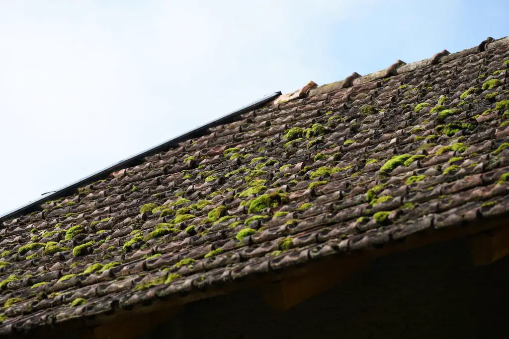 How Do I Remove Moss From My Roof Shingles?