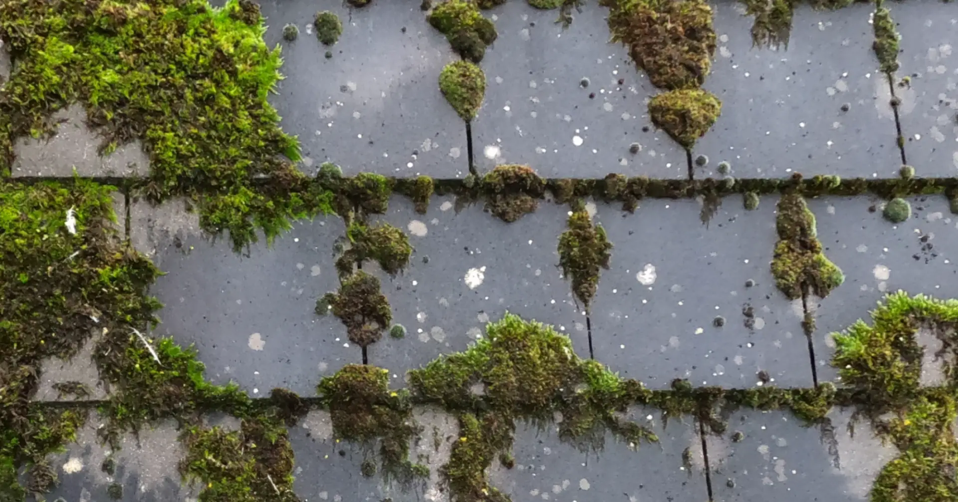 How do you clean moss off a roof?