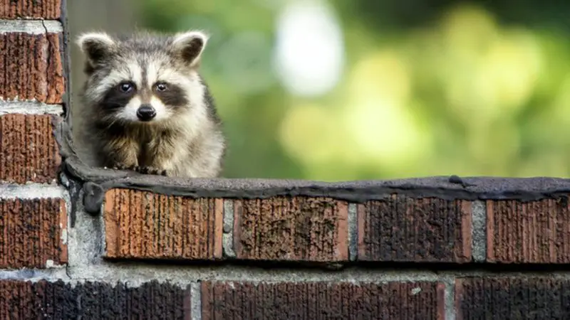 How Do You Get Rid Of Raccoons In Your House