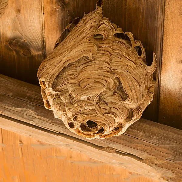 How do you get rid of wasp nests