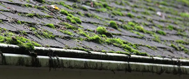 How Does Moss Grow on Your Roof?