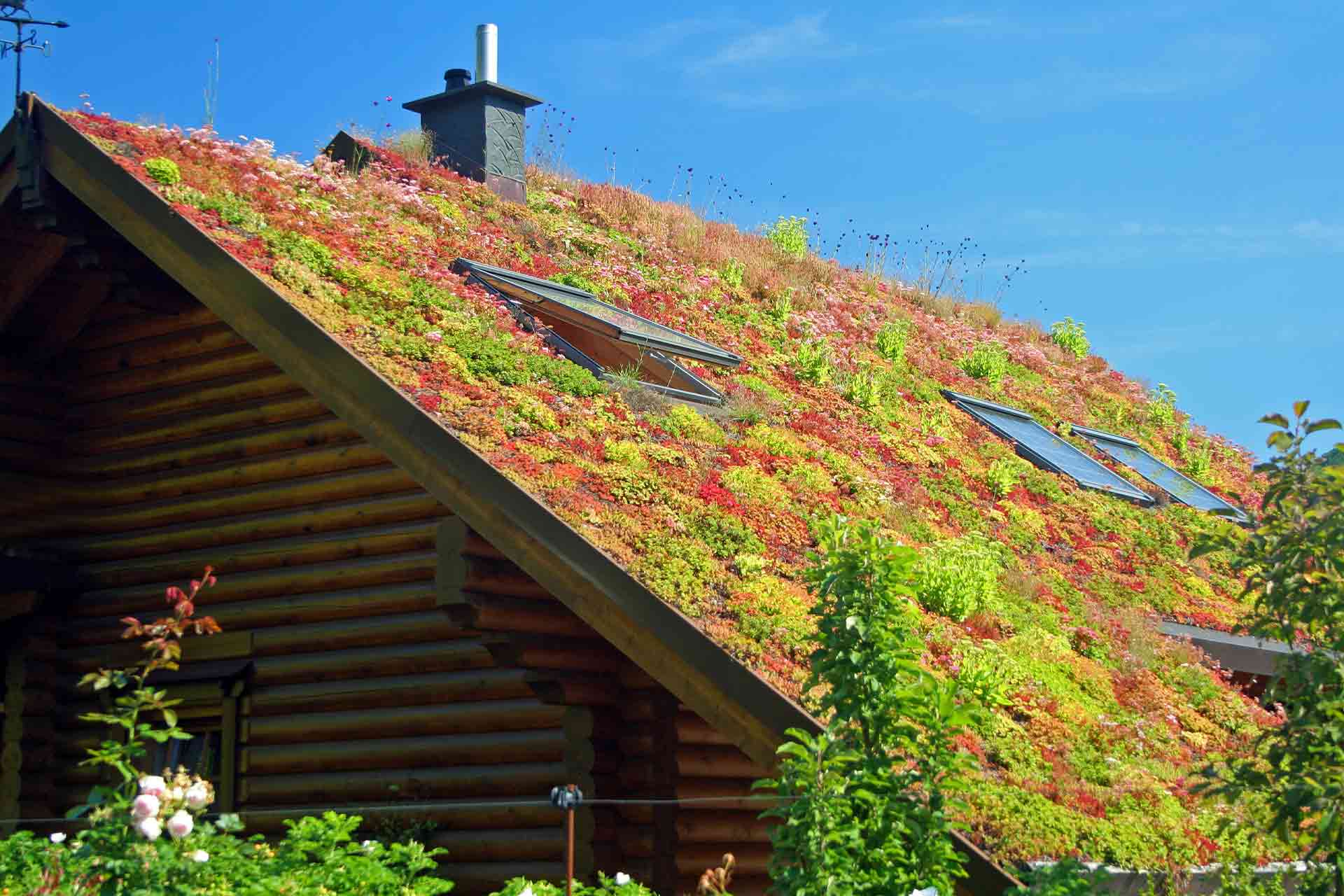 How Much Does a Green Roof Cost in 2021?