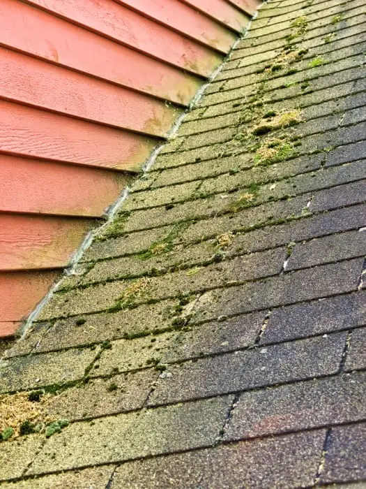 How to Clean Algae and Moss Off Asphalt Shingles