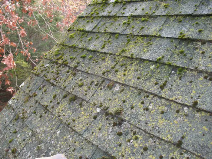 How to Clean Mold off Roofing Shingles