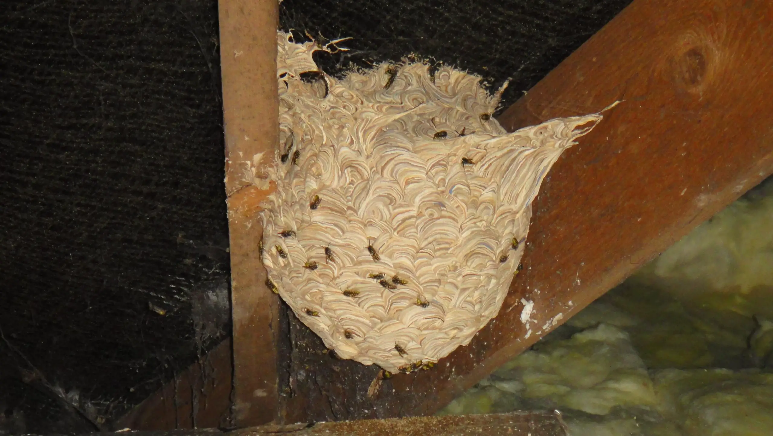 How To Deal With Wasp Nest In Loft