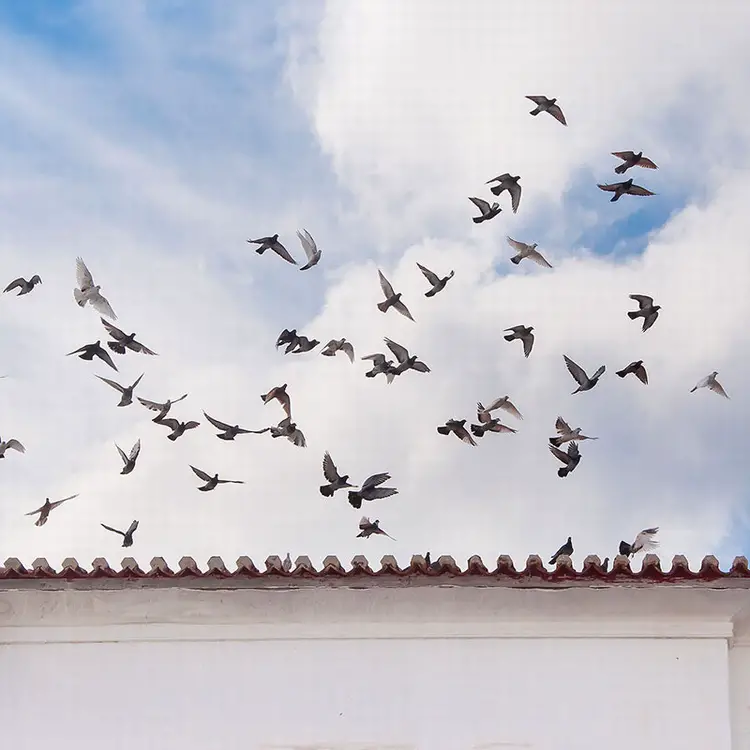 How to Get Birds off Your Roof