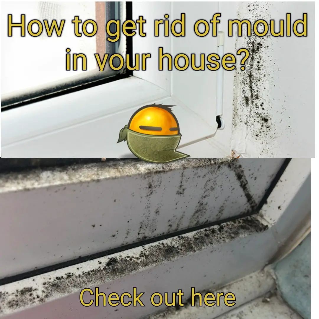 How To Get Mold Out Your House
