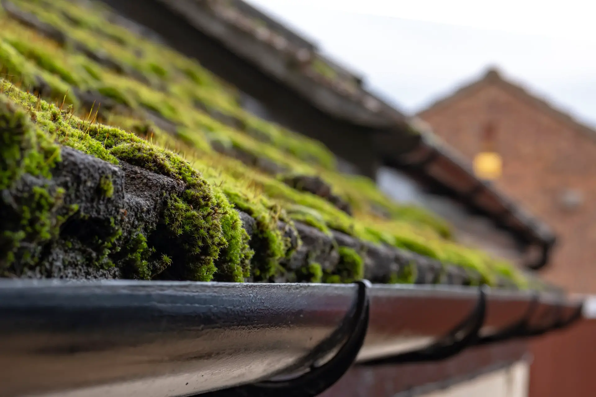 How to Get Moss Off Your Roof &  Prevent Future Growth