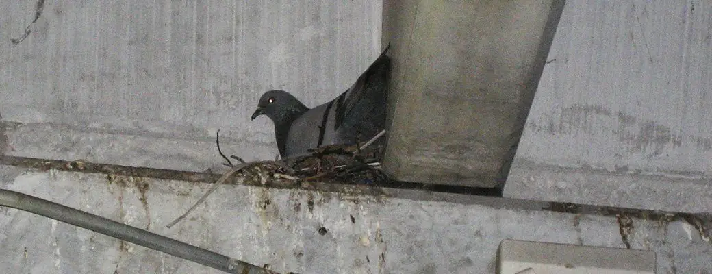 How To Get Pigeons Off Your Roof / How To Get Rid Of Birds ...