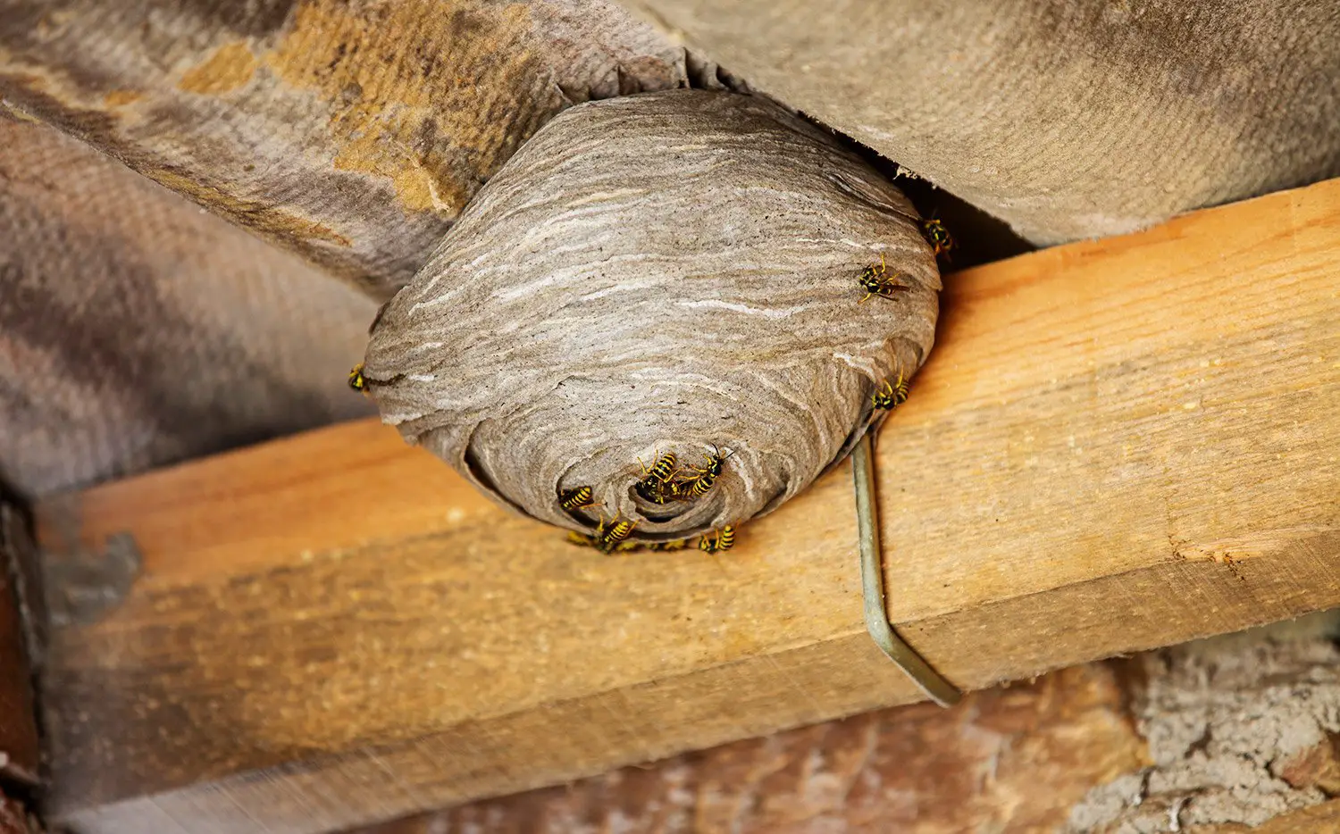 How to Get Rid of a Wasp Nest in the Roof [GUIDE]