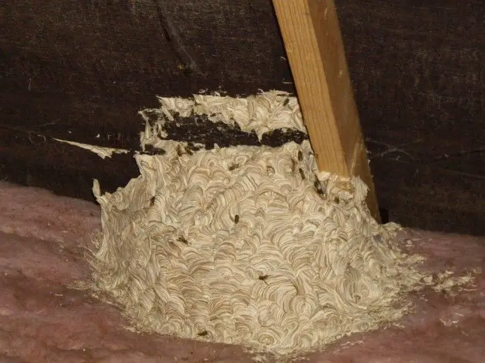 How to Get Rid of Bees Nest in Attic