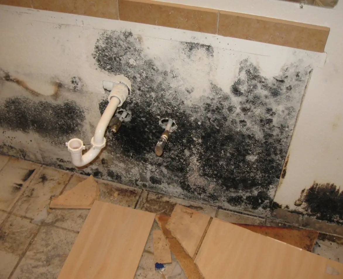 How To Get Rid of Black Mold