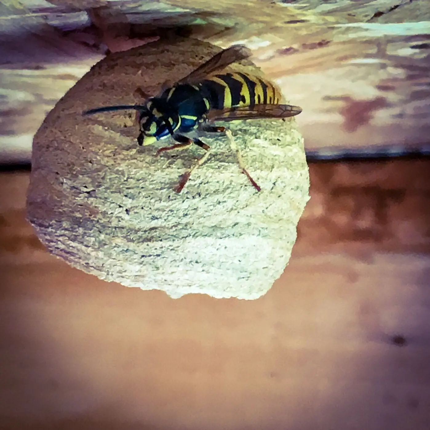How To Get Rid Of Bumble Bees Nest In Roof