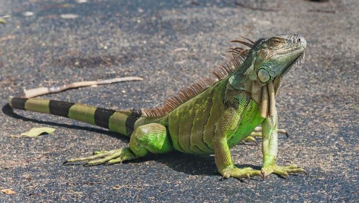 How To Get Rid Of Iguanas On Roof