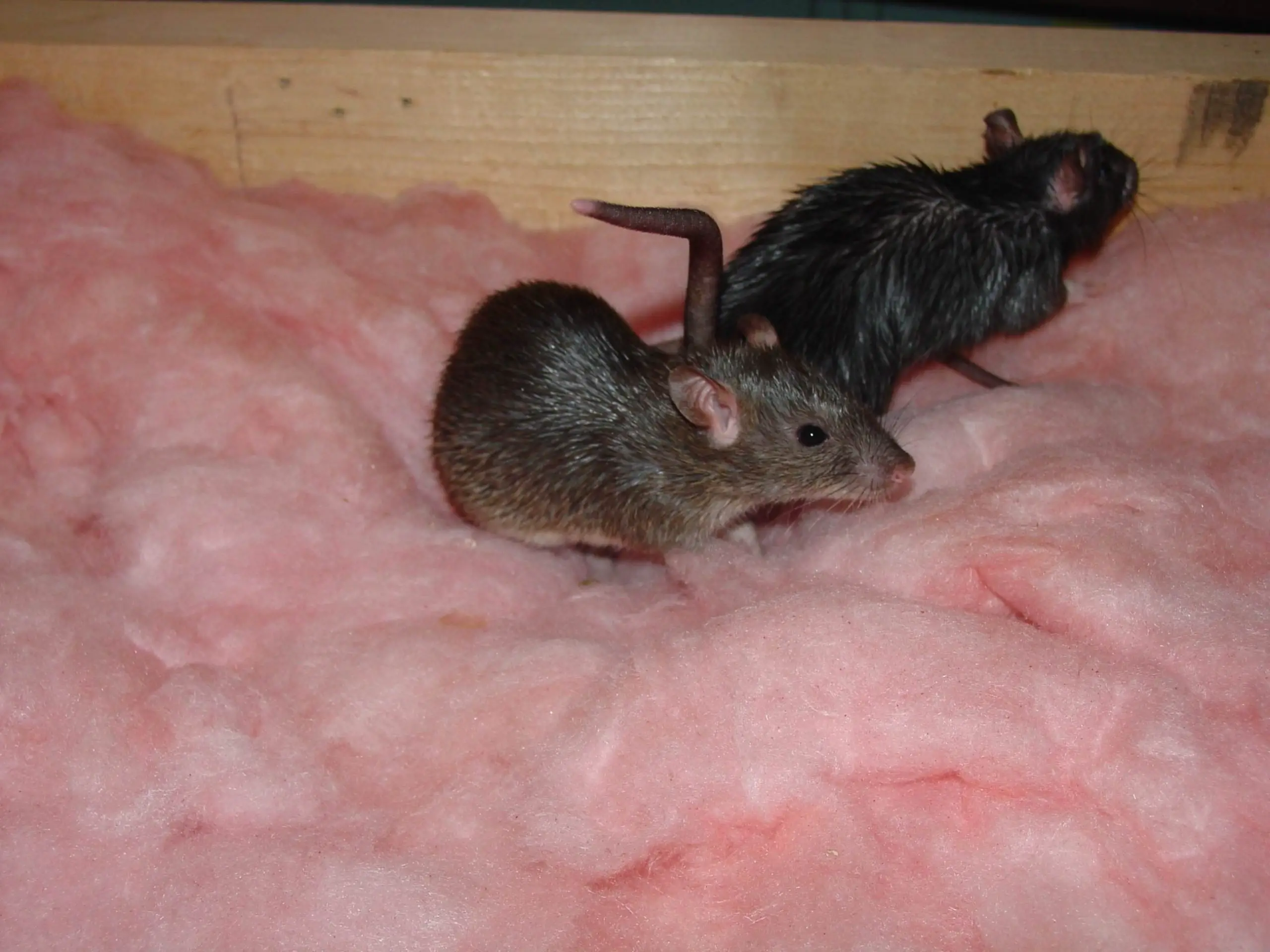 How To Get Rid Of Mice In Attic