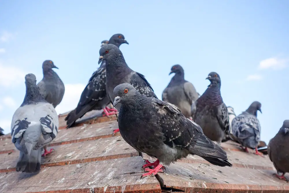How To Get Rid Of Pigeons Nesting On Roof / How To Deter ...