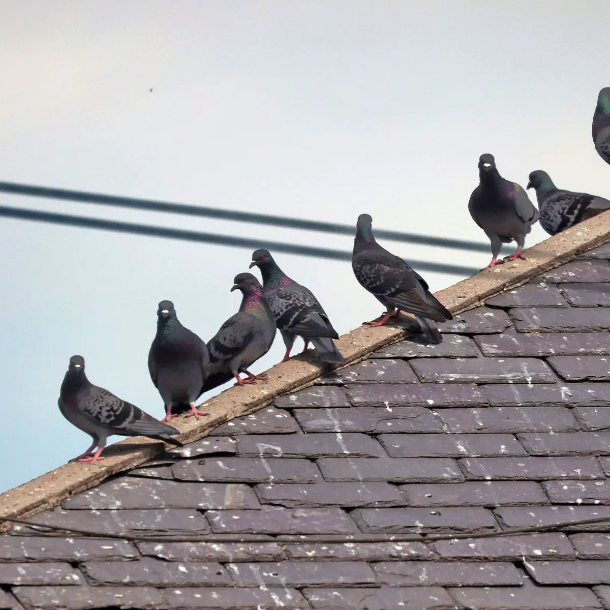 How To Get Rid Of Pigeons On Roof Uk / Pigeon Proofing Solar Panels ...