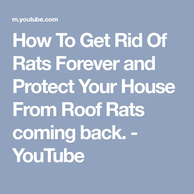 How To Get Rid Of Rats Forever and Protect Your House From Roof Rats ...
