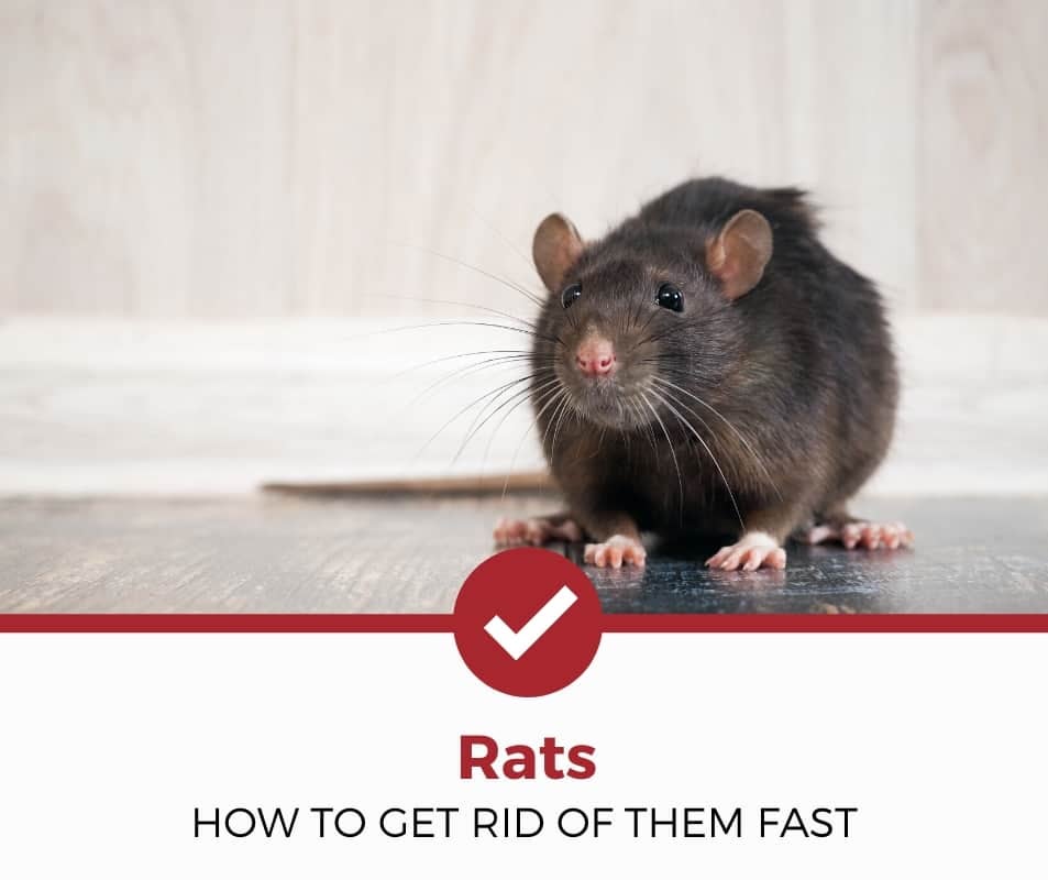 How To Get Rid Of Rats In Attic Fast