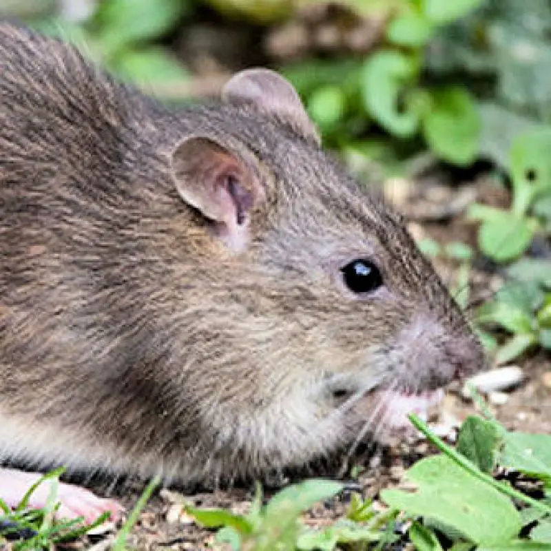 How to Get Rid of Rats Outside : Home Owners Guide to DIY ...