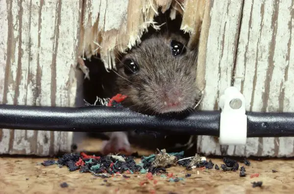 How To Get Rid of Roof Rats and Prevent Them