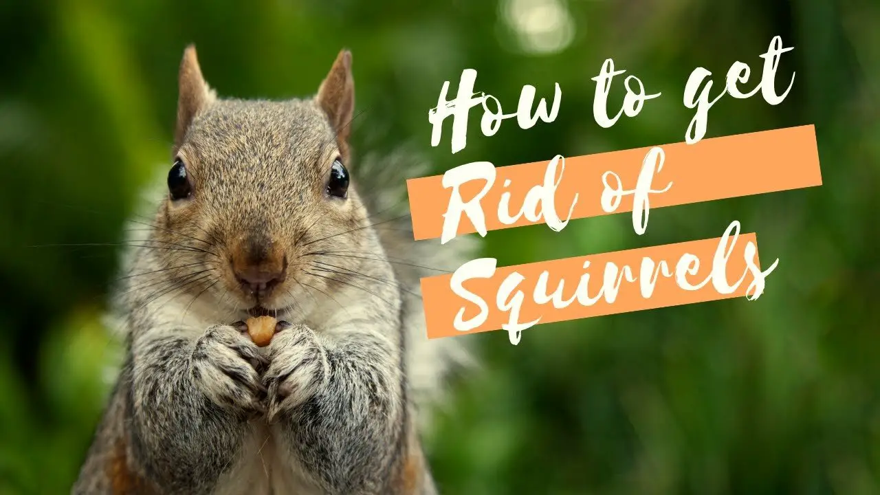 How To Get Rid Of Squirrels From Entering Your Roof ...