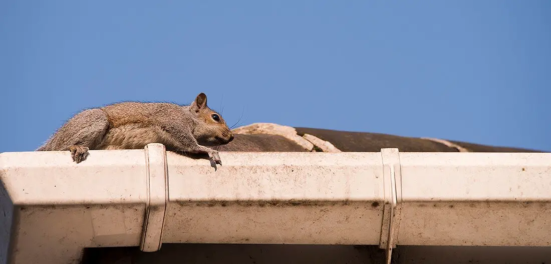 How To Get Rid Of Squirrels In My Attic
