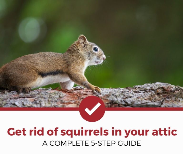 How To Get Rid of Squirrels in the Attic (2021 Edition)