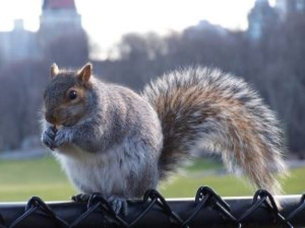 How To Get Rid Of The Eastern Gray Squirrel In Your Walls ...