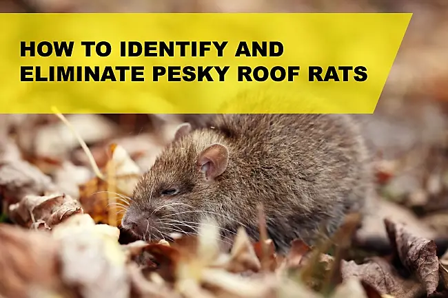How to Identify and Eliminate Roof Rats
