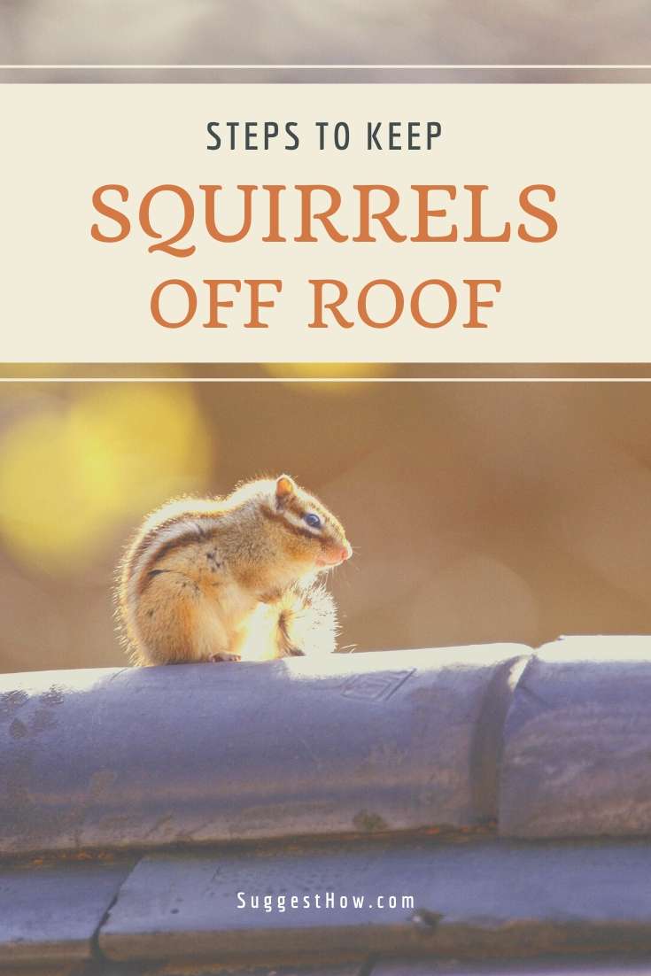 How to Keep Squirrels Off Roof: 3+ Ways to Stop Them