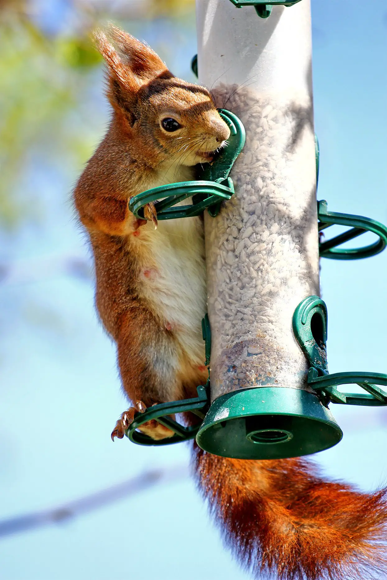 How To Keep Squirrels Off Your Patio Furniture