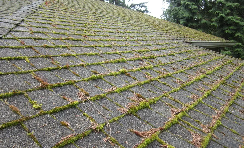 How To Keep Your Roof Moss Free
