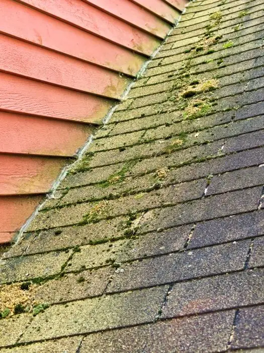 How To Remove Moss And Algae From Asphalt Roof Shingles ...