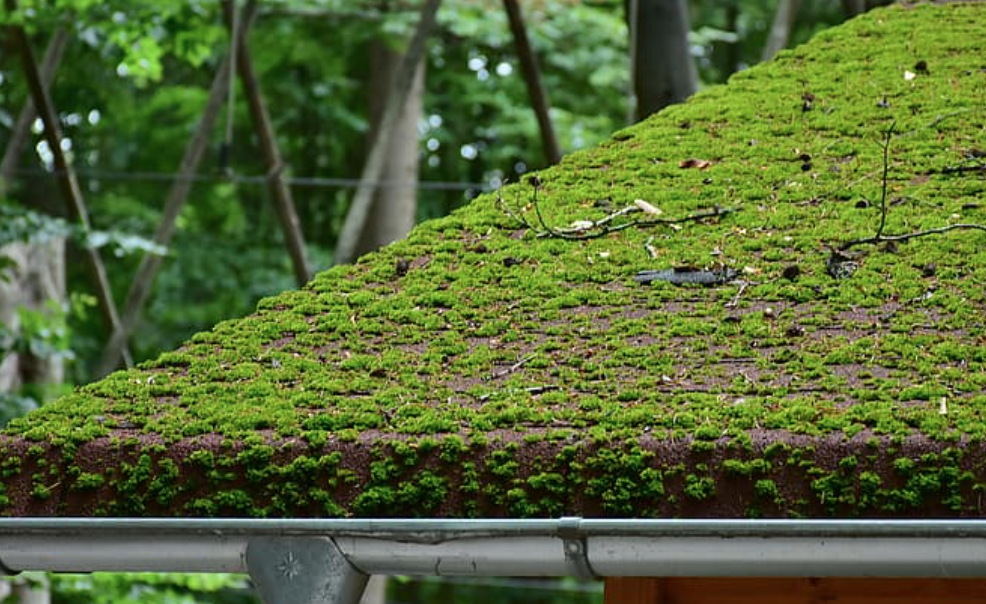 How To Remove Moss And Algae From Your Roof