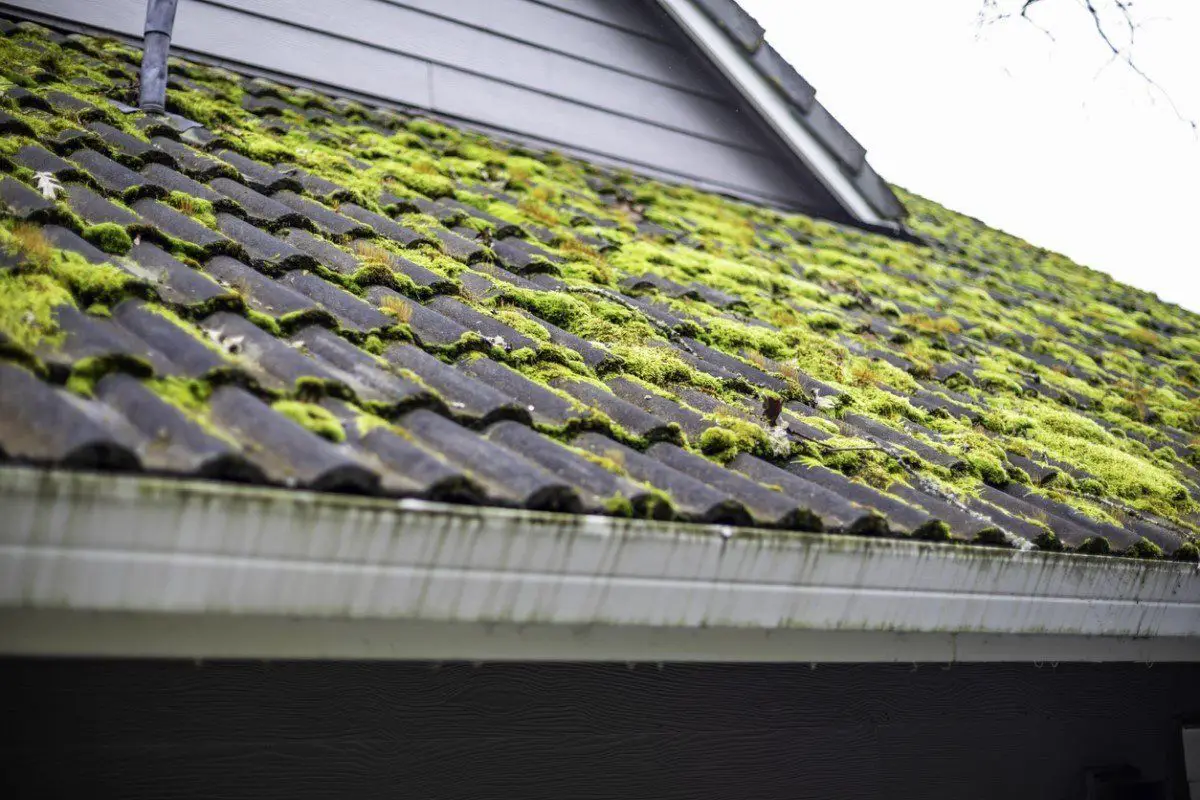 How To: Remove Moss from the Roof