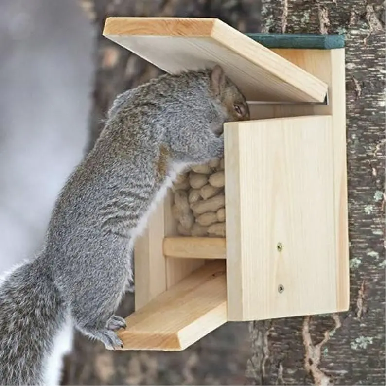How To Trap A Squirrel In My Attic