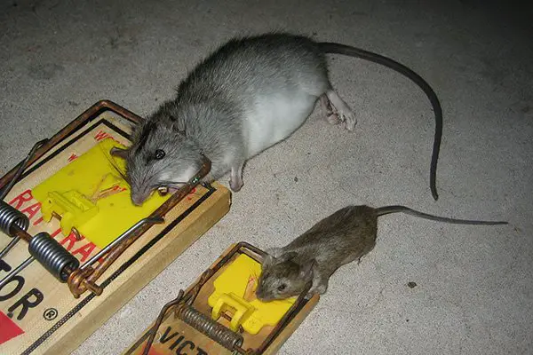 How to Trap Rats